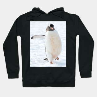 A gentoo penguin out for a stroll..... Hoodie